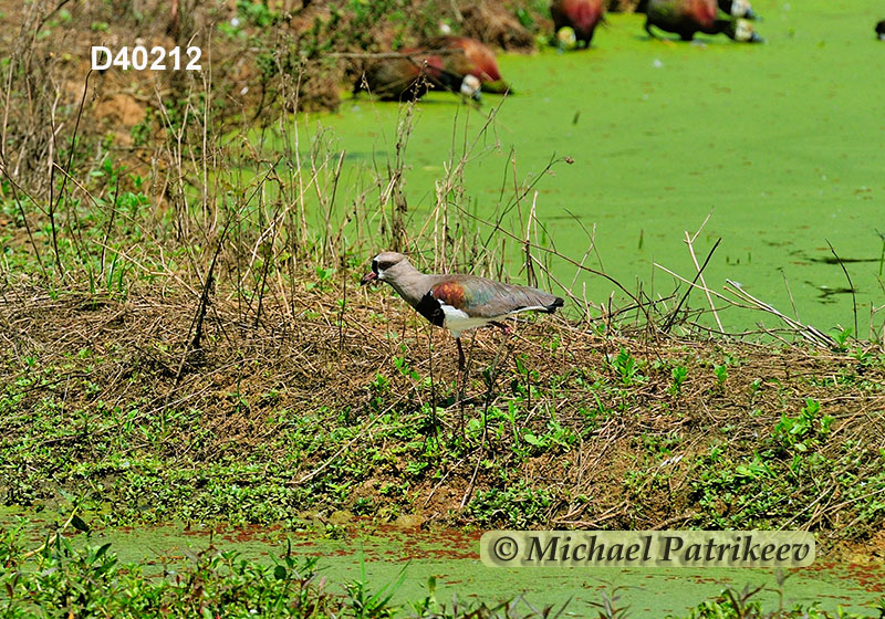 Southern Lapwing (Vanellus chilensis)